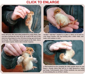 How to Sex Chicks: What Does and Doesn't Work - Backyard Poultry